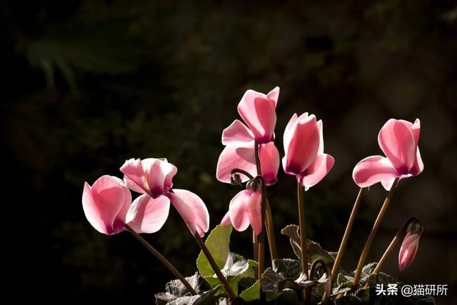 养猫可以养什么花，养猫需要买什么花