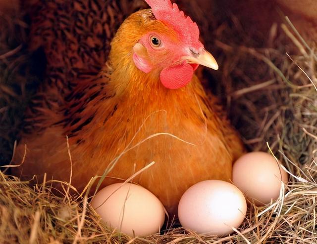 母鸡没有公鸡可以下蛋吗，母鸡为什么没有公鸡也能下蛋