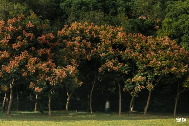 莲花山公园 网红打卡地，莲花山公园又红了