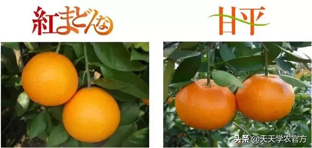 日本著名柑橘，“不知火”柑橘生理生态特性及栽培探讨