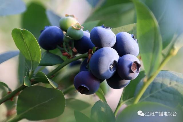 绘声绘色怎么用，辽阳夏日旅游云推介（这70个成语你肯定用过。高频、易错）
