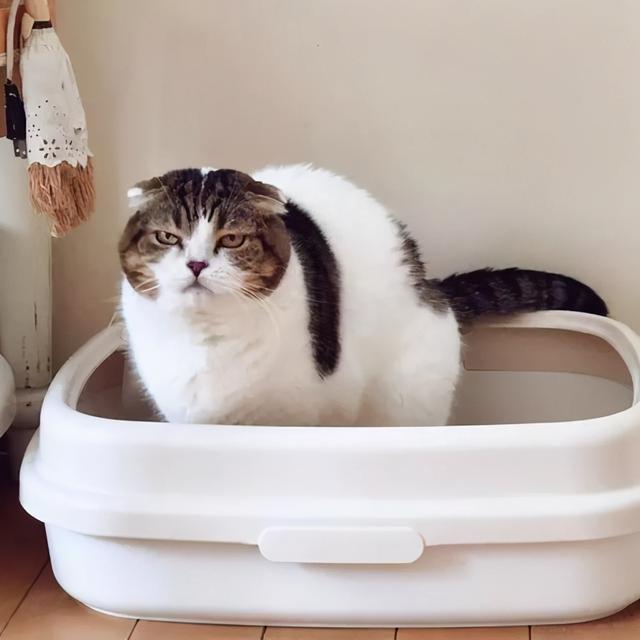 猫寄生虫多的时候猫咪症状，说明体内爬满了“虫子”