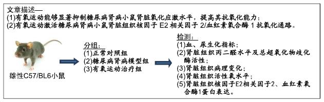 糖尿病肾病小鼠模型(糖尿病肾病小鼠模型可以买吗)