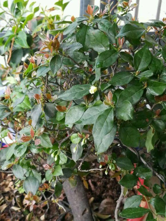 金弹子开花期间怎样管理，金弹子开花期间如何管理（金弹子进入花期）