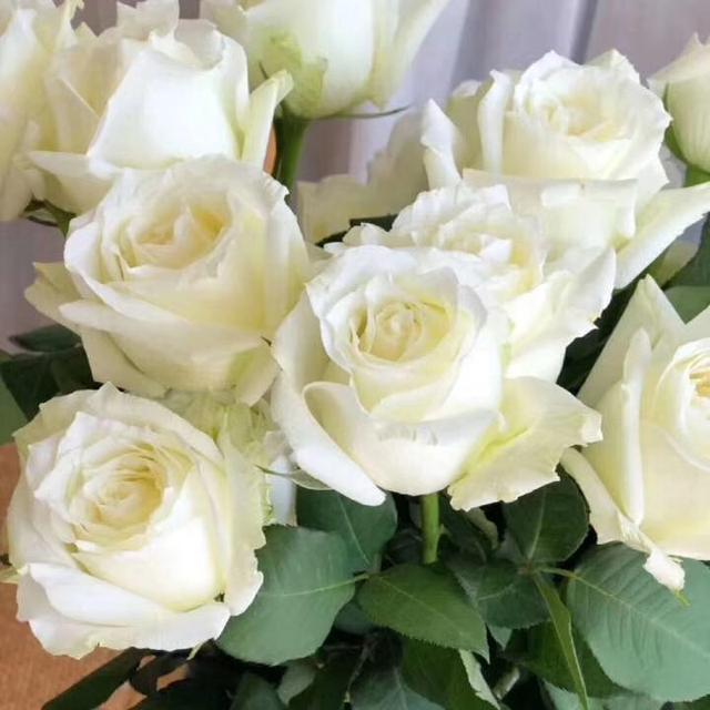 带刺的玫瑰花图片，玫瑰花带刺的品种（摄影#图片：多彩的刺玫瑰花…）