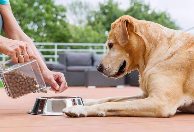 狗狗能吃葡萄干吗，狗狗不能吃的27种食物（狗狗天天吃这六种食物）