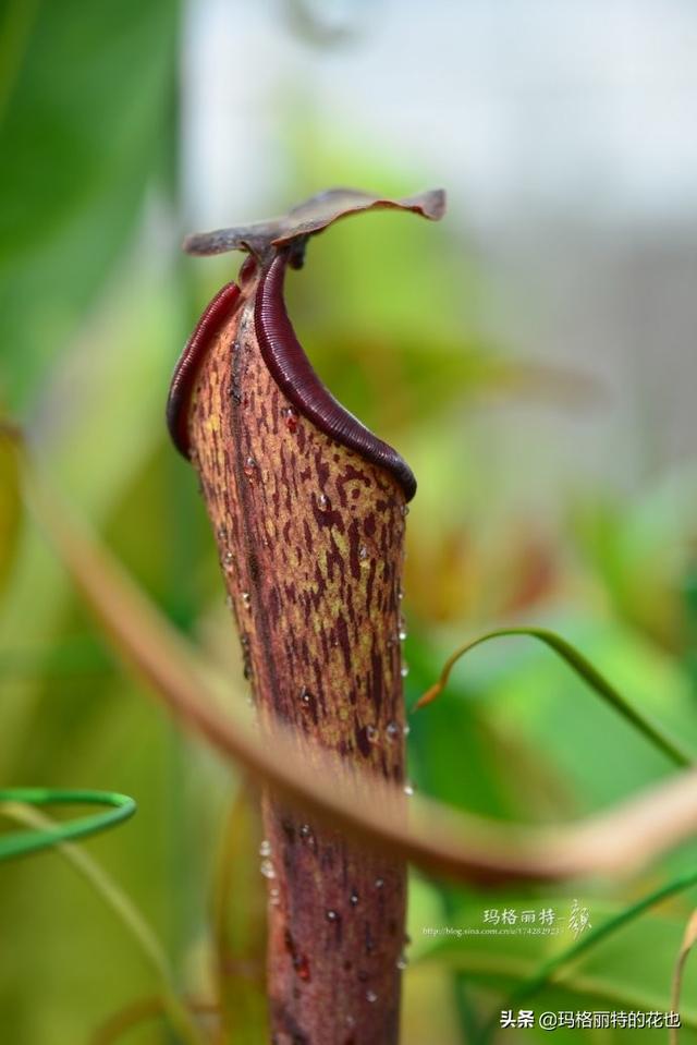 通向死亡的甜蜜诱惑，什么猪笼草是最好养（大量吸食它，可致人瘫痪、死亡）