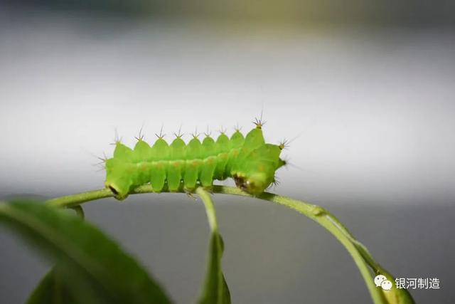 有哪些常见的飞蛾，自然记录蛾生一瞬