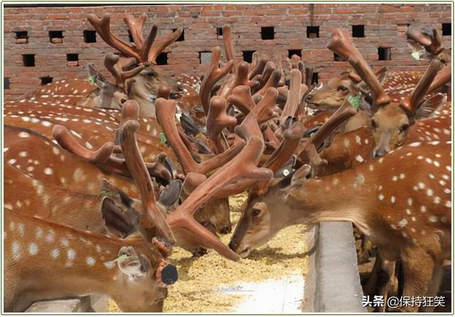 吉林特产排行榜前十名，吉林省十大特产