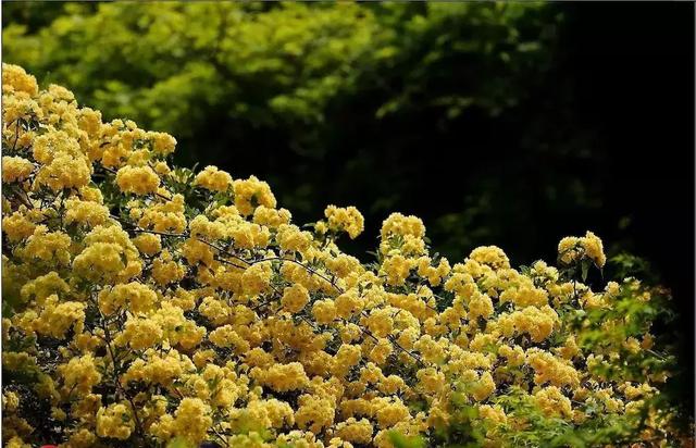 花很香又漂亮的藤蔓植物，12种开花藤蔓植物