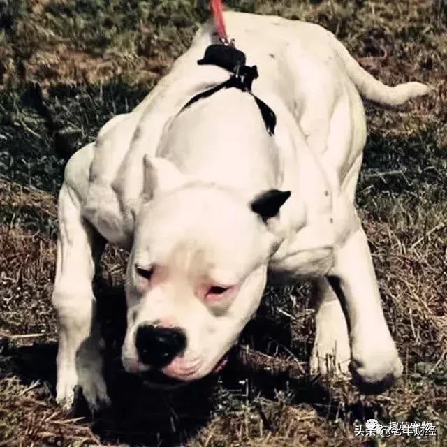 恶霸犬是烈性犬吗，烈性犬都有哪几种（彪悍的外表下竟是一颗温柔的心）