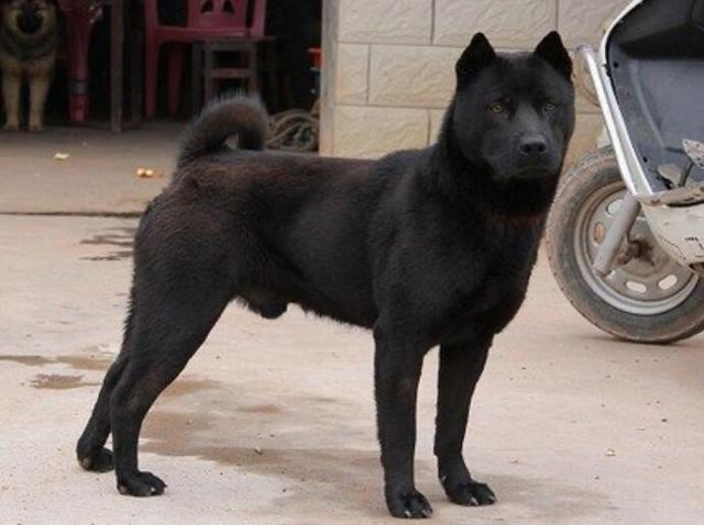 中华田园犬12个品种图，中华田园犬12个品种图合集（中华田园犬常见的有哪些）