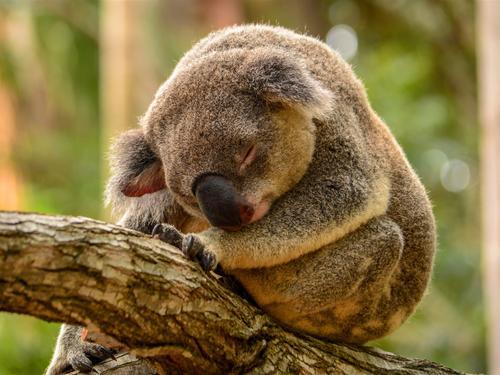 澳大利亚有些什么特产值得买，你不知道的国家冷知识