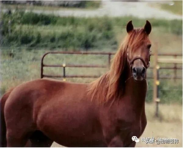世界十大品种名马，世界上最强的五种马