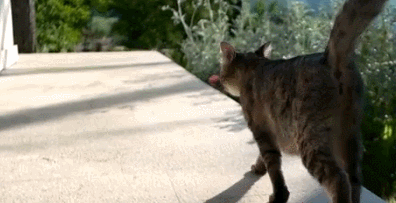 猫肥胖纹(肥胖纹有凸起吗)