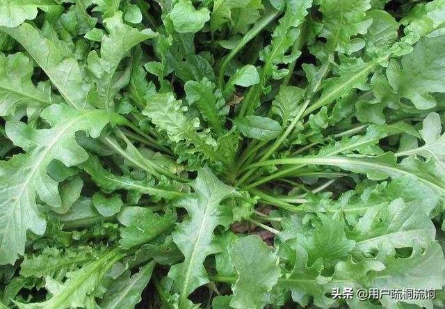 荠菜什么季节有，荠菜最好吃的季节（荠菜，经冬又迎春）