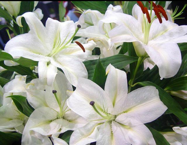 百合花要怎么养才开花好看，百合花花期这样养