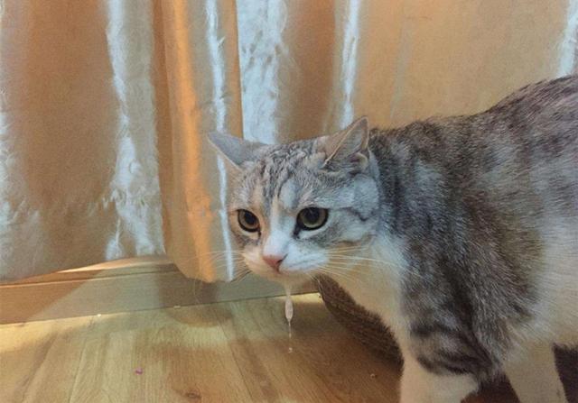 猫咪呕吐怎么办，猫咪呕吐的时候该怎么办（猫咪呕吐是什么原因）