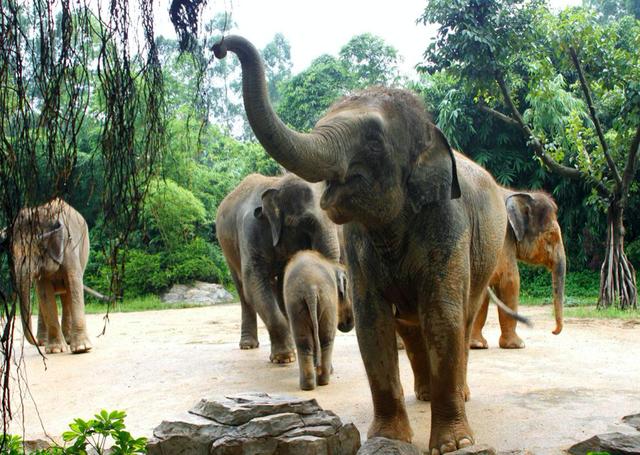 画面泰国旅游骑大象，90后小清新出游泰国