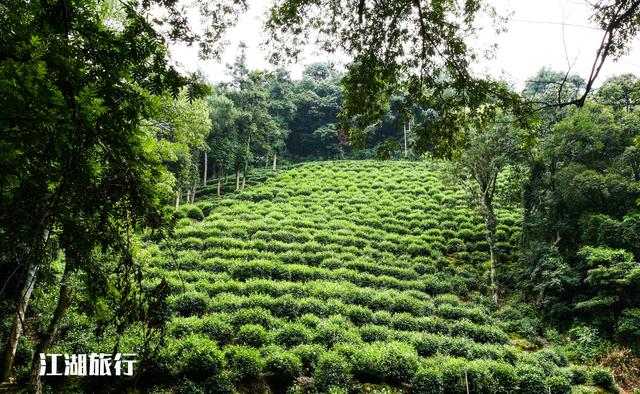 杭州梅家坞风景，到了杭州梅家坞古村