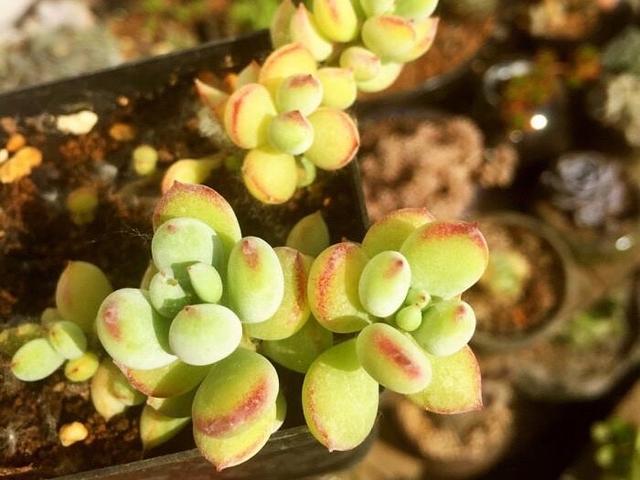 达摩福娘怎么才能开花，养了1年的达摩福娘