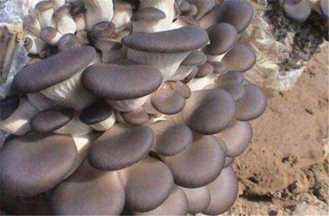 平菇的栽培种植技术和管理，平菇的栽培技术