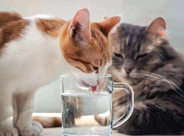猫咪可以喝温水吗，猫咪能喝煮开的水吗（天冷了，猫咪也要多喝热水）
