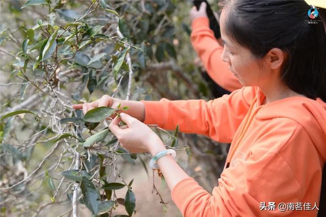 手工制茶的六个步骤，南茗佳人手工制茶过程全公开