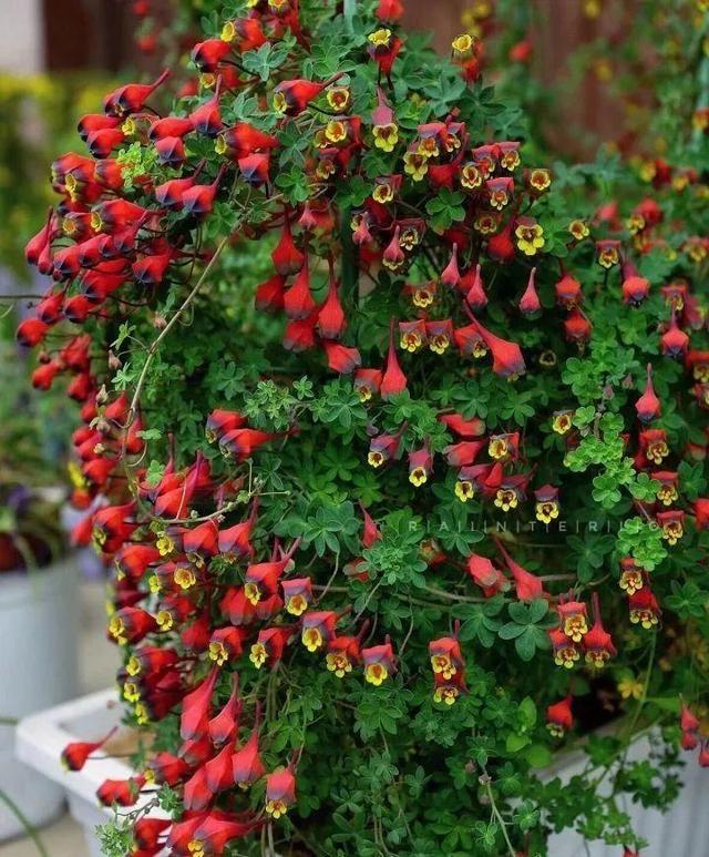 庭院中种什么爬藤花，院子里如果想搭设花廊架