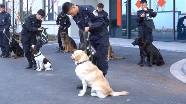 警犬也過年了，狗子們穿新衣，貼對聯，吃肉肉，它們笑得太甜了 萌趣萌寵 第1张