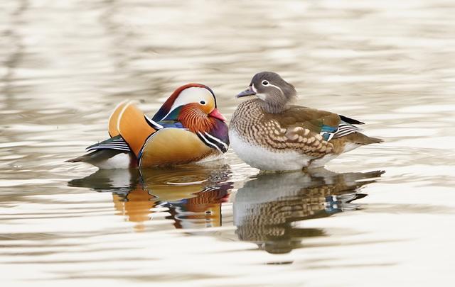 七夕节牛郎和织女鹊桥相会的故事，七月初七鹊桥相会的传说是我国民间四大爱情故事之一