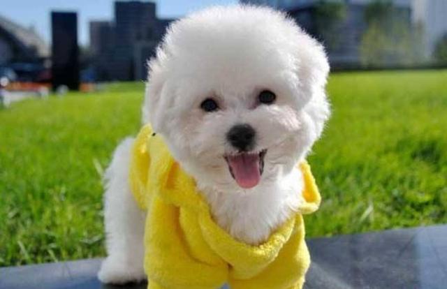 比熊成年多少斤，纯种比熊犬有多少斤