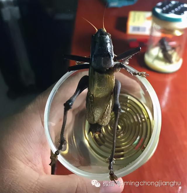 冬天和春天的蝈蝈有区别吗，这篇文章讲清楚了