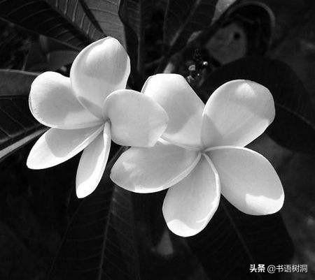 各种彼岸花的花语，十大诅咒之花花语