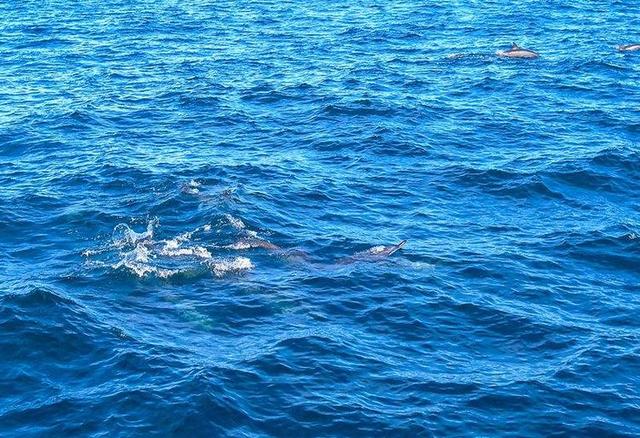 整个地球最大的岛屿，全球唯一可旋转