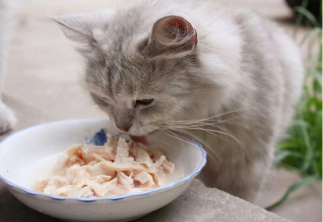 怎么解决猫咪挑食的问题，改善挑食，是一场人猫拉锯战