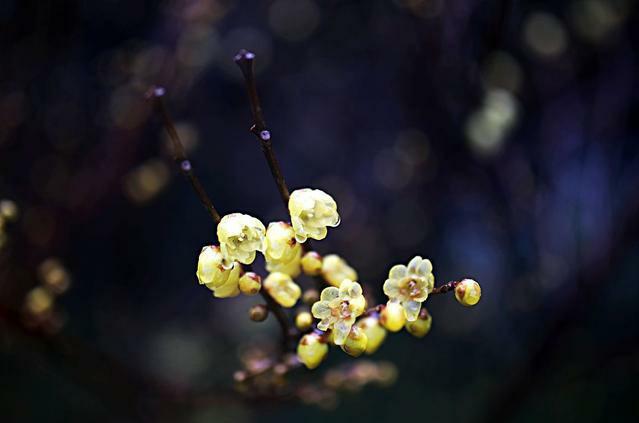 腊梅的花语和传说，腊梅花的花语有很多