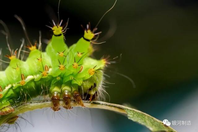 有哪些常见的飞蛾，自然记录蛾生一瞬