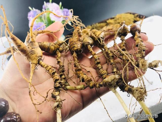 平常买的人参大多是什么，人参的觅货到底是什么