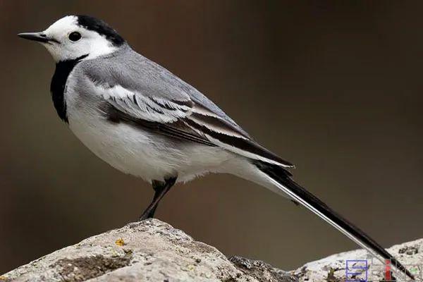 美国国鸟的品种，欧洲各国国鸟大全