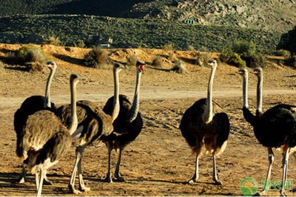 30个经典的农村养殖业致富项目，农村有哪些特色养殖项目