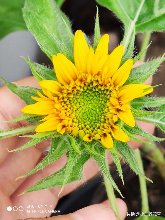 向日葵泰迪熊种子，夏天收获一片花海