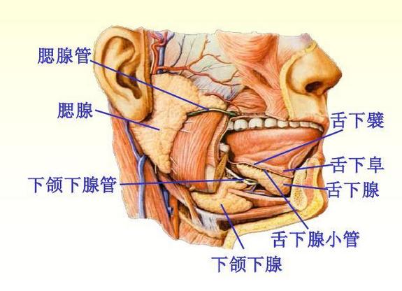 食物消化流程图解，食物是怎么消化掉的