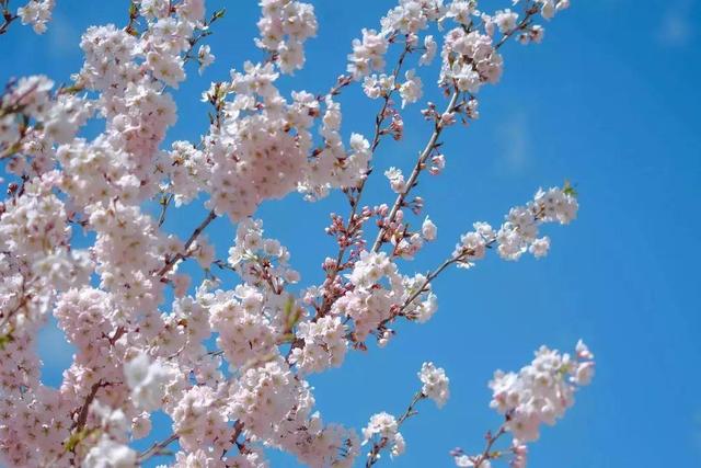 湖南株洲哪里有花海，“五一”不扎堆③