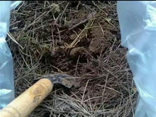 养花专用土使用方法，这样“用土”