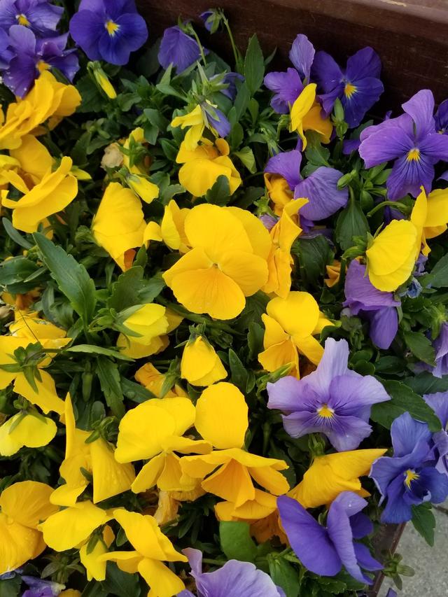 玛格丽特的春天，春天什么花爆盆好养