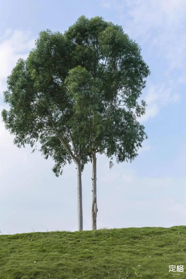 观澜河湿地公园，深圳十个免费特色花海