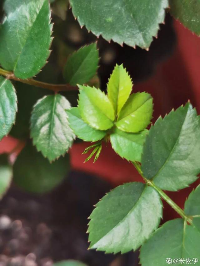 养花换个方法长得更旺，养花小技巧让你从新手到高手