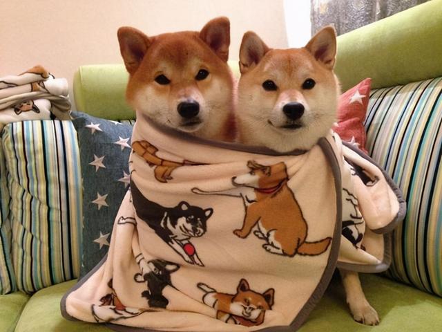 柴犬尴尬期后的表现，柴犬尴尬期鬼见愁