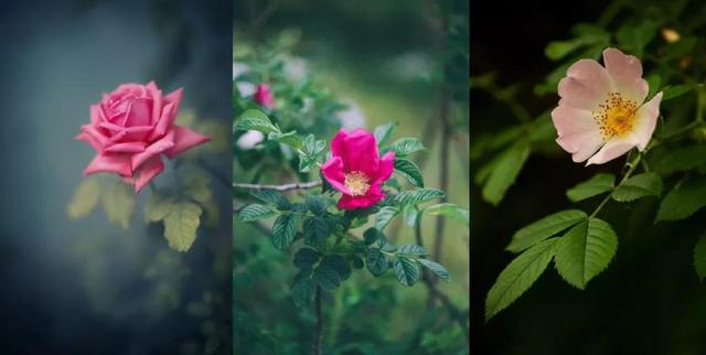 玫瑰与月季的区别，玫瑰和月季的主要区别（一篇文章告诉你它俩之间的差别）